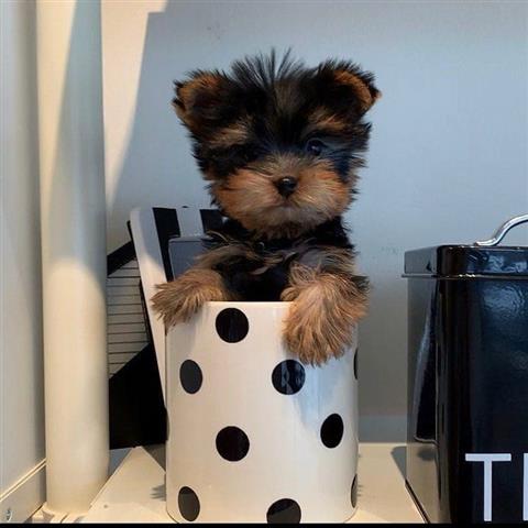 $400 : yorkie puppy ready for sale image 1