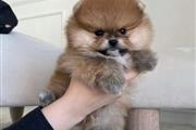 $350 : Pomerania thumbnail