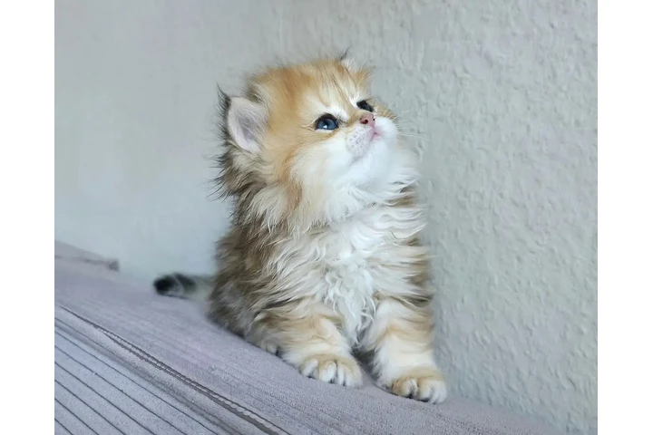 $310 : Persian kittens for sale image 1