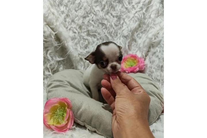 $350 : Chihuahua puppy for sale image 2