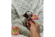 $350 : Chihuahua puppy for sale thumbnail