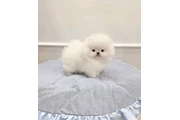 $300 : French bulldog and Pomeranian thumbnail