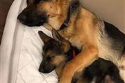German Shepherd puppies for sa