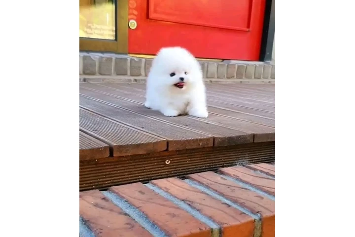 $300 : French bulldog and Pomeranian image 2