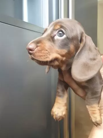 $550 : Dachshund Puppies image 3
