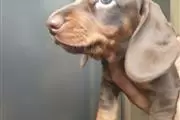 $550 : Dachshund Puppies thumbnail