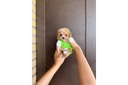 $350 : Maltipoo taza de té en venta thumbnail