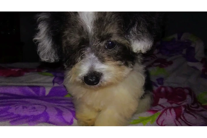 $120 : PERRITA MIXTA image 5