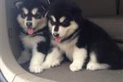 cachorros husky en venta en Indianapolis