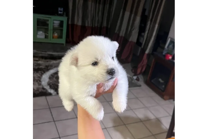 $300 : Husky puppies image 1