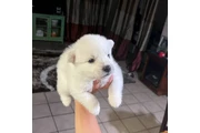 Husky puppies en Orange County
