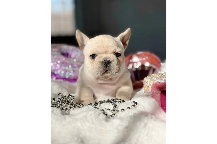 Smart Fluffy Frenchies puppies image 9