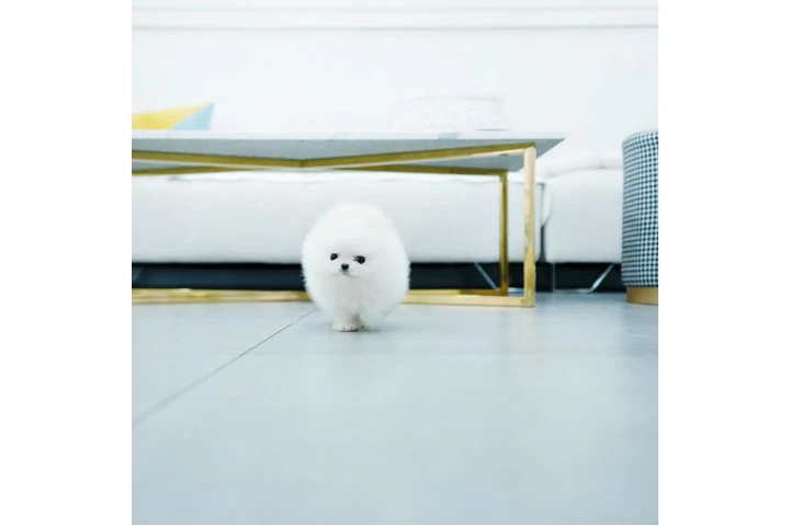 $300 : Teacup Pomeranian puppies image 4