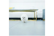 $300 : Teacup Pomeranian puppies thumbnail