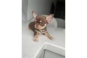 Chihuahua puppies for sale