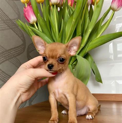$400 : Cute and adorable chihuahua image 2