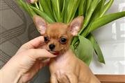$400 : Cute and adorable chihuahua thumbnail
