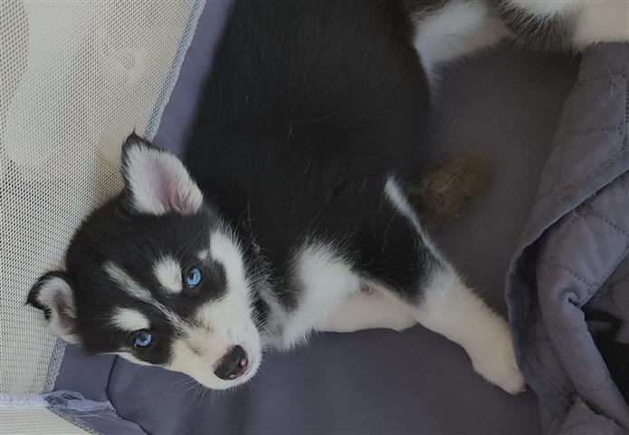 Cachorros Husky Siberianos image 3