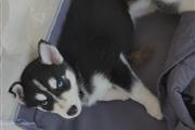 Cachorros Husky Siberianos thumbnail