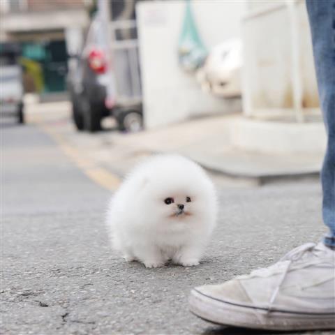 $250 : Teacup Pomeranian puppies image 1