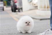 Teacup Pomeranian puppies en Los Angeles