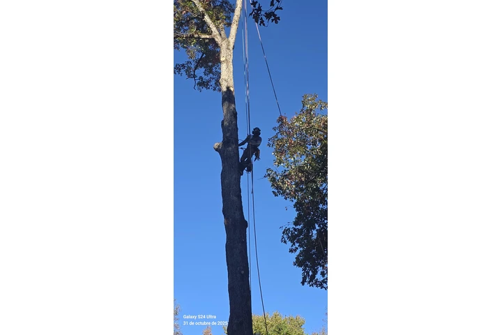 Joseph Tree Services image 10