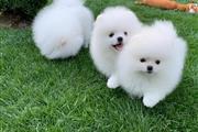 4Xs Small Pomeranian Puppy’s R