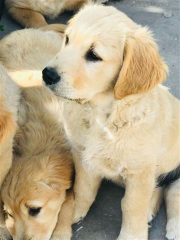 $500 : Golden retriever baby for sale image 1