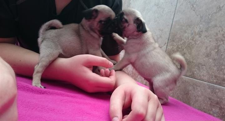 $400 : Fantastic Pug puppies for adop image 2