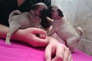 $400 : Fantastic Pug puppies for adop thumbnail