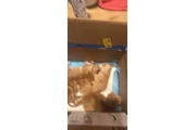 Gatitos en Los Angeles