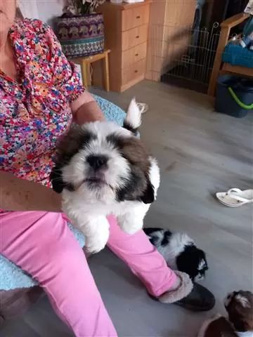 $400 : Teacup  Shitzus😍 puppies image 1