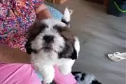 Teacup  Shitzus😍 puppies en Monclova