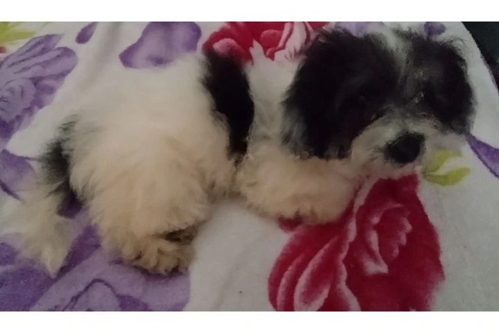 $120 : PERRITA MIXTA image 1