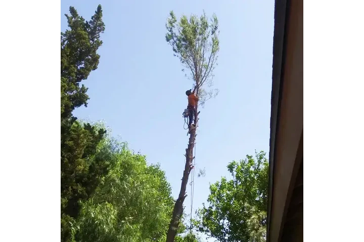 CUIDADO DE ARBOLES image 6