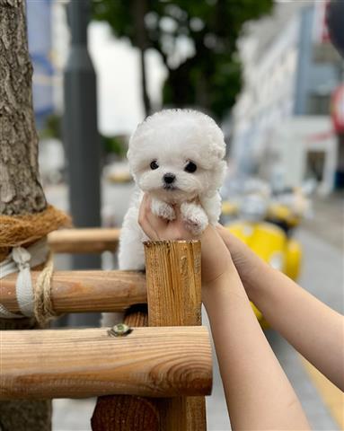 $350 : Bichón frisé a la venta image 1