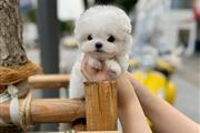 Bichón frisé a la venta en Los Angeles