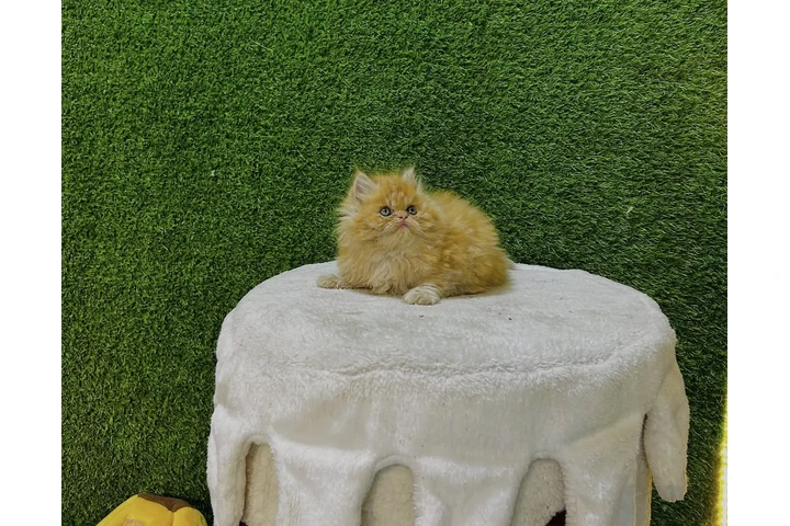 $240 : 2 Preciosos gatitos Persian image 2