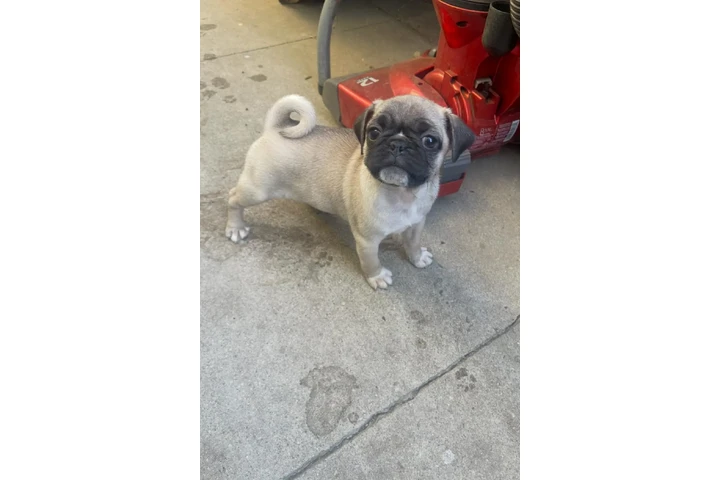 $350 : PERRITa  PUG image 1