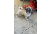 PERRITa  PUG en Los Angeles