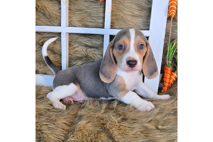 $1500 : Puppies 🐶 For sales image 3