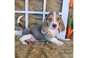 $1500 : Puppies 🐶 For sales thumbnail