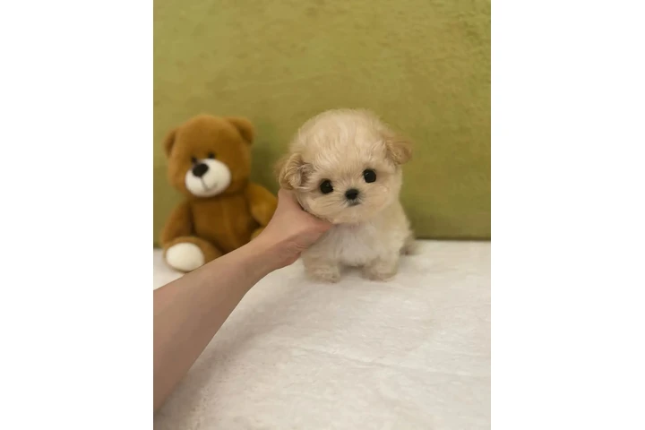 $350 : Cachorros Maltipoo taza de té image 1