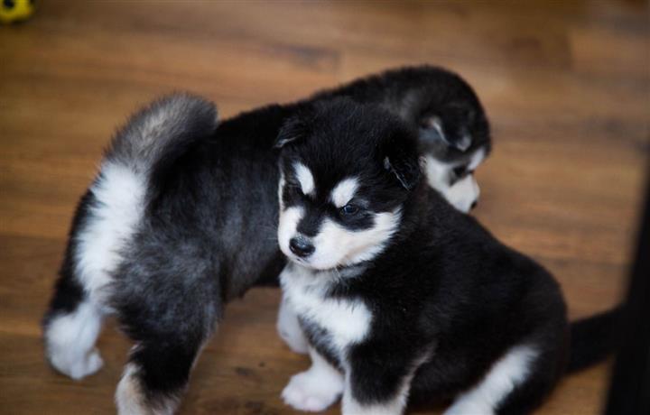 $500 : Amazing Siberian husky babys image 2