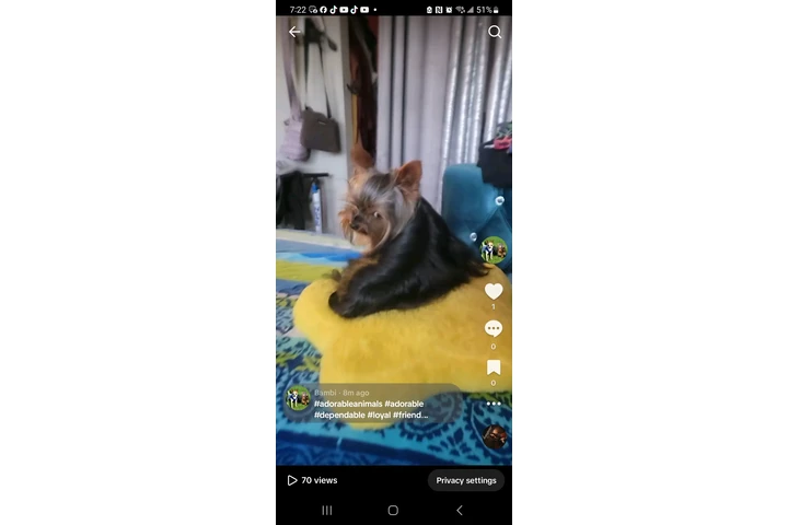 $500 : Perro yorki para crusar image 1