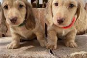 Dachshund puppies available en Phoenix