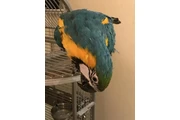 $800 : Blue and gold macaw birds thumbnail