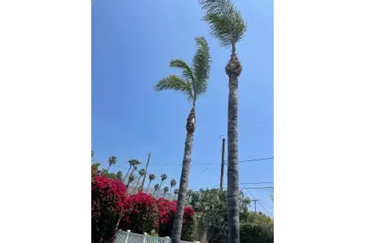 SERVICIO COMPLETO DE ÁRBOLES image 4