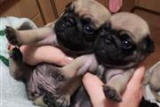 $250 : CACHORROS DE PUG thumbnail