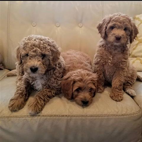 Healthy Goldendoodles Ready ❤️ image 1